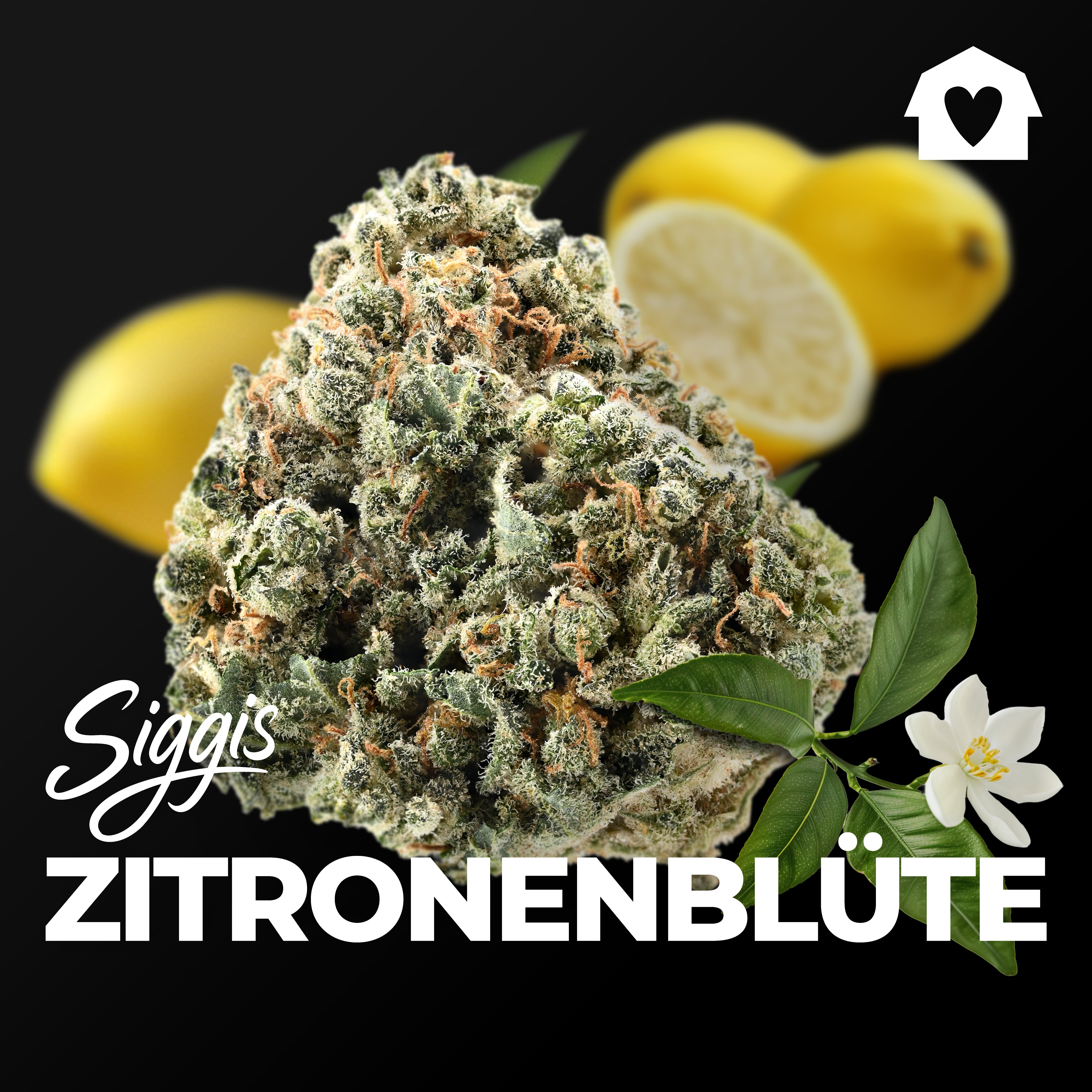 DEMECAN Siggis ZBLT 28/1 "Zitronenblüte"