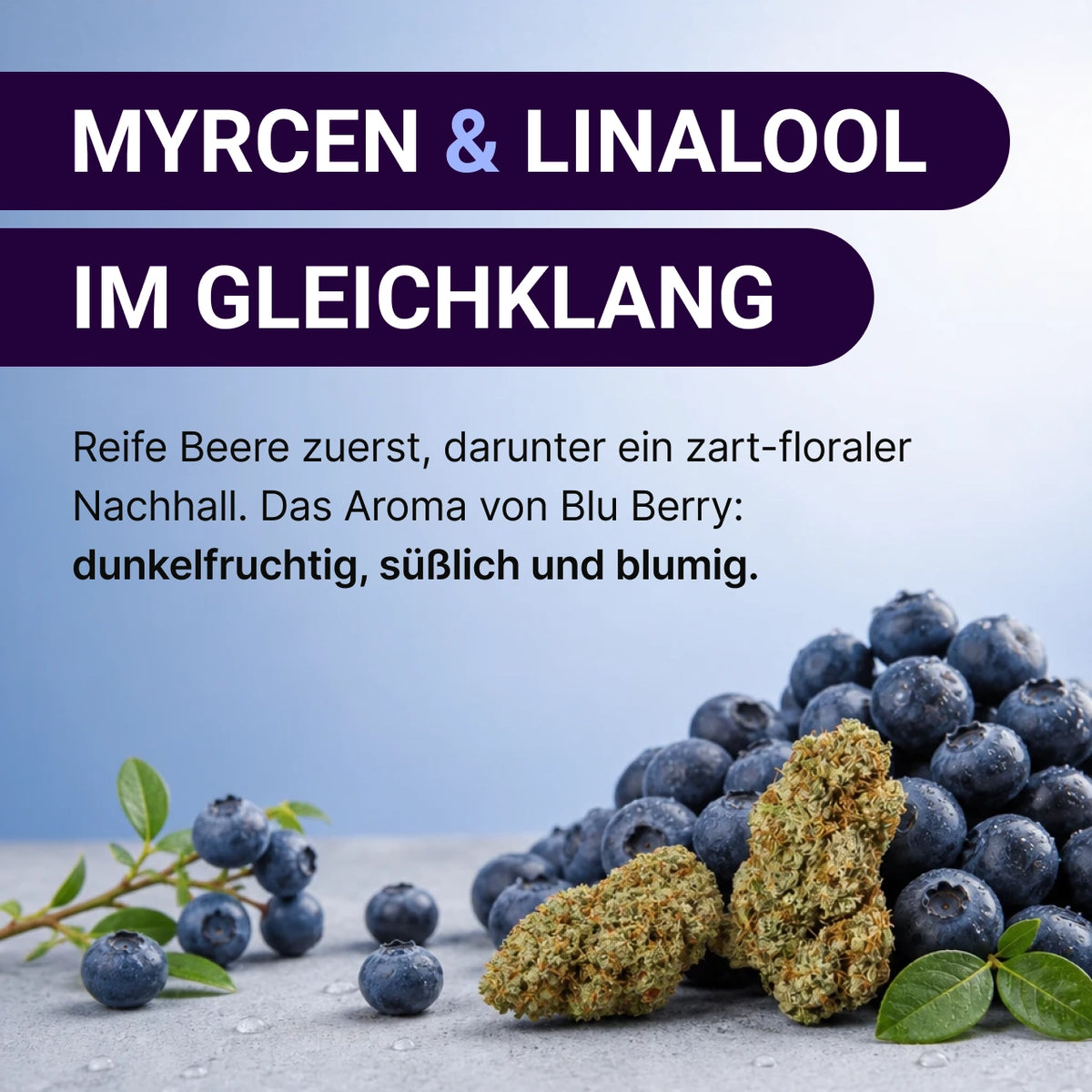 KI-generiertes Bild: SpectrumBotanics Blu Berry - Mood 3