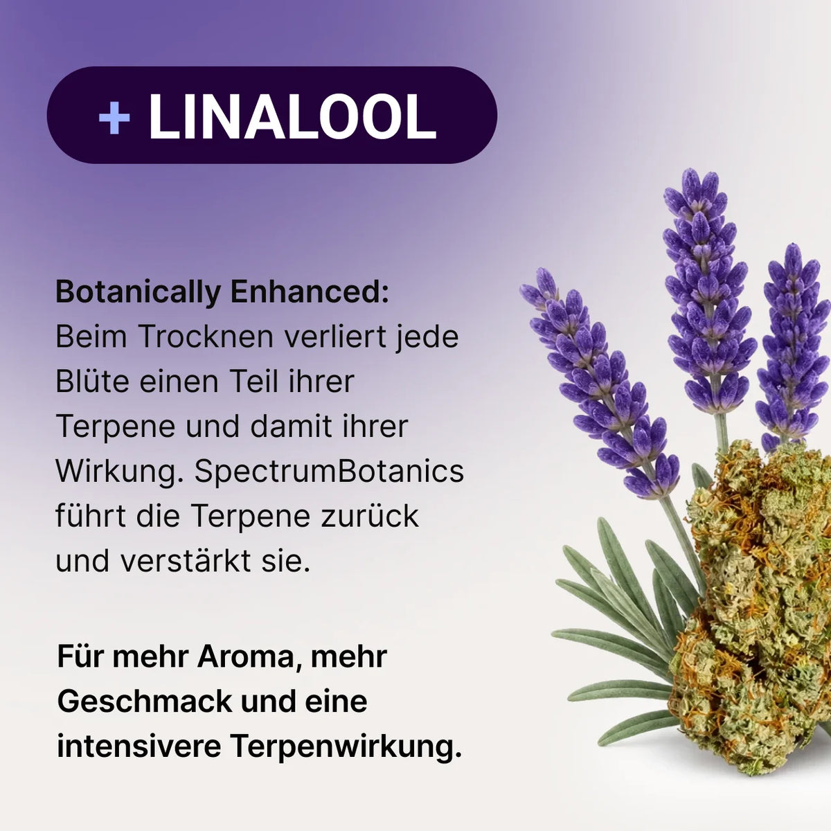 SpectrumBotanics Blue Lavender - Mood 2