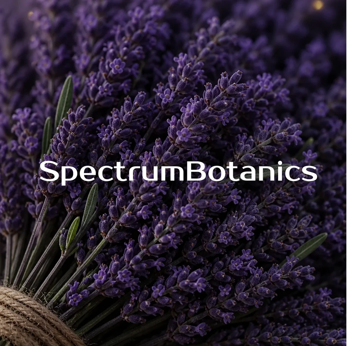 KI-generiertes Bild: SpectrumBotanics Blue Lavender - Mood 4