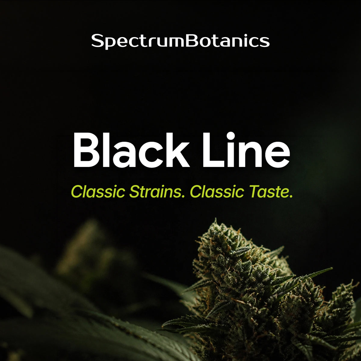 SpectrumBotanics Black Line – Classic Strains. Classic Taste.