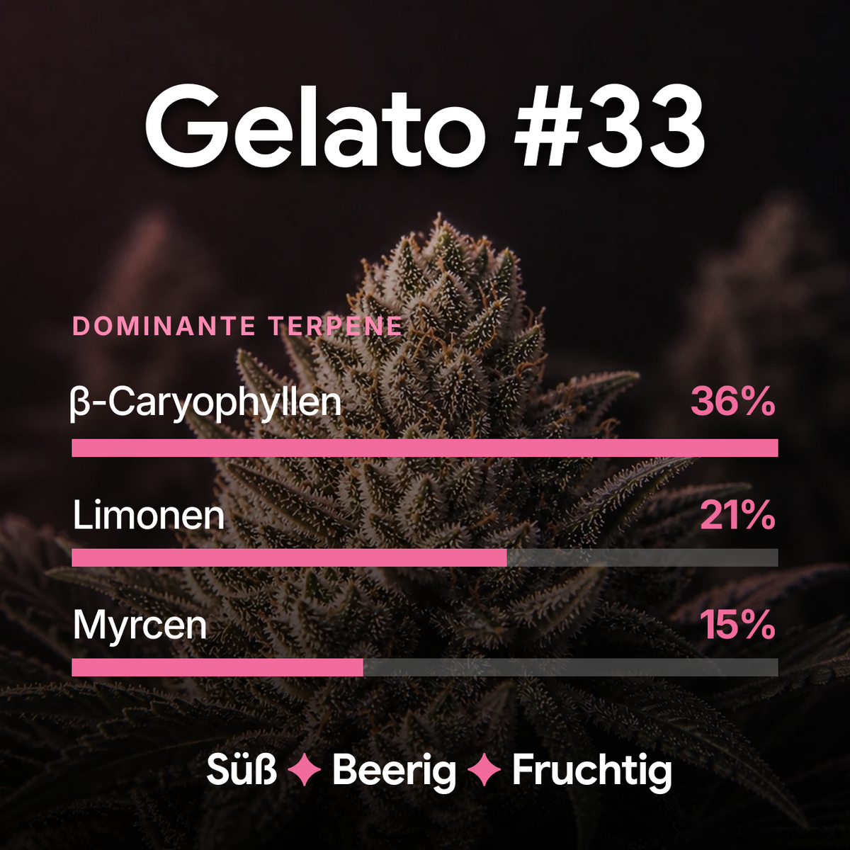SpectrumBotanics Gelato #33 – dominante Terpene: β-Caryophyllen, Limonen, Myrcen