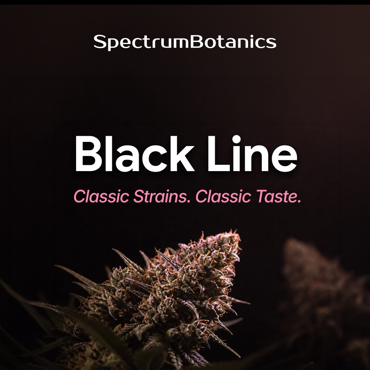 SpectrumBotanics Black Line – Classic Strains. Classic Taste.