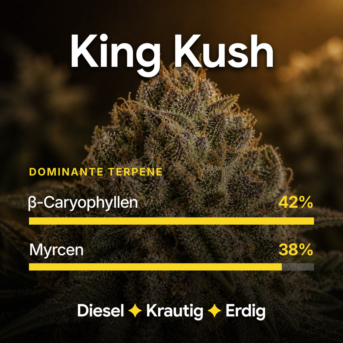 SpectrumBotanics King Kush – dominante Terpene: β-Caryophyllen, Myrcen
