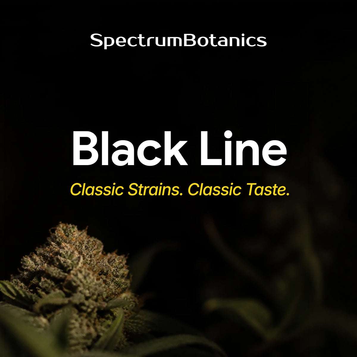 SpectrumBotanics Black Line – Classic Strains. Classic Taste.