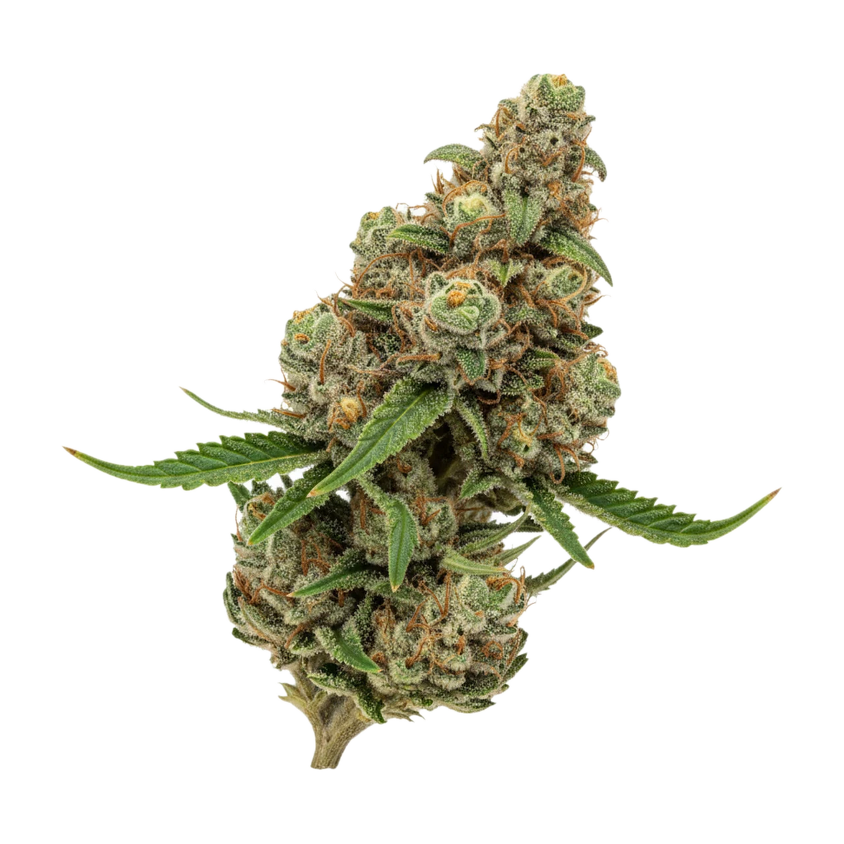 KI-generierte Illustration einer Cannabisblüte, zeigt nicht die tatsächliche Charge – A+ Kineo Jungelzzz 24/1 "Wedding Cake"