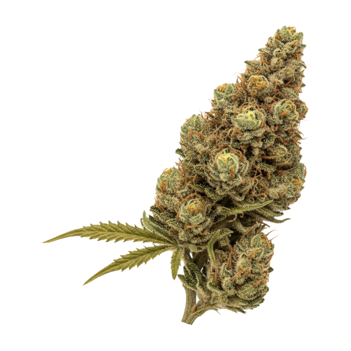KI-generierte Illustration einer Cannabisblüte, zeigt nicht die tatsächliche Charge – Aleph Matterhorn 21/1 "Banjo"