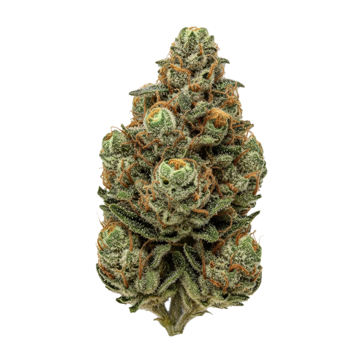 KI-generierte Illustration einer Cannabisblüte, zeigt nicht die tatsächliche Charge – All Nations GM 25/1 "Mac Doughnut"