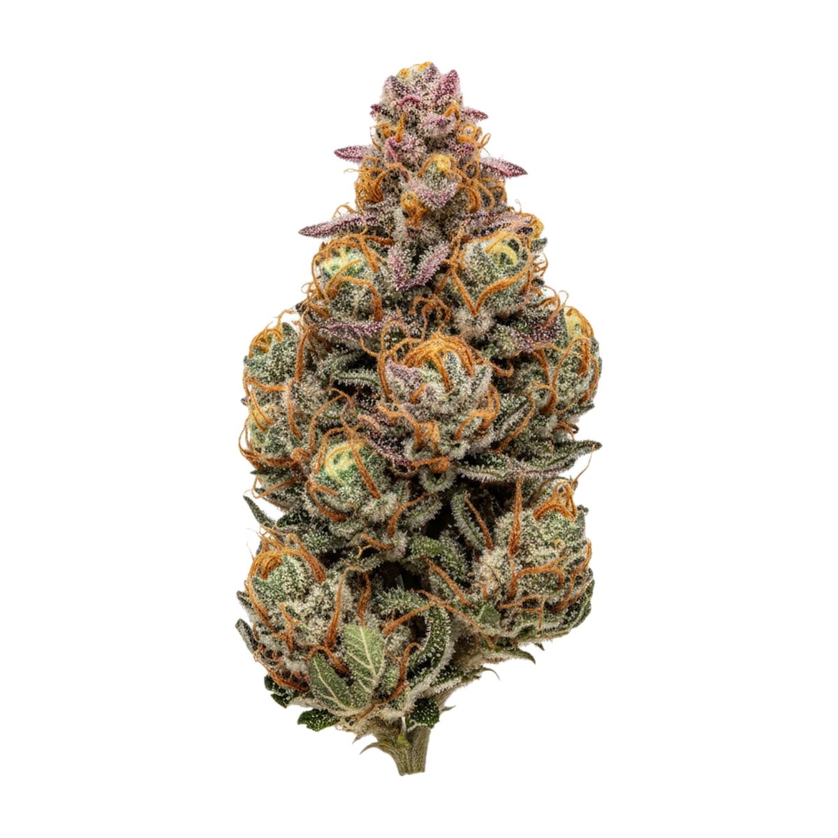 KI-generierte Illustration einer Cannabisblüte, zeigt nicht die tatsächliche Charge – Amici 30/1 TR "Tropical Reign"
