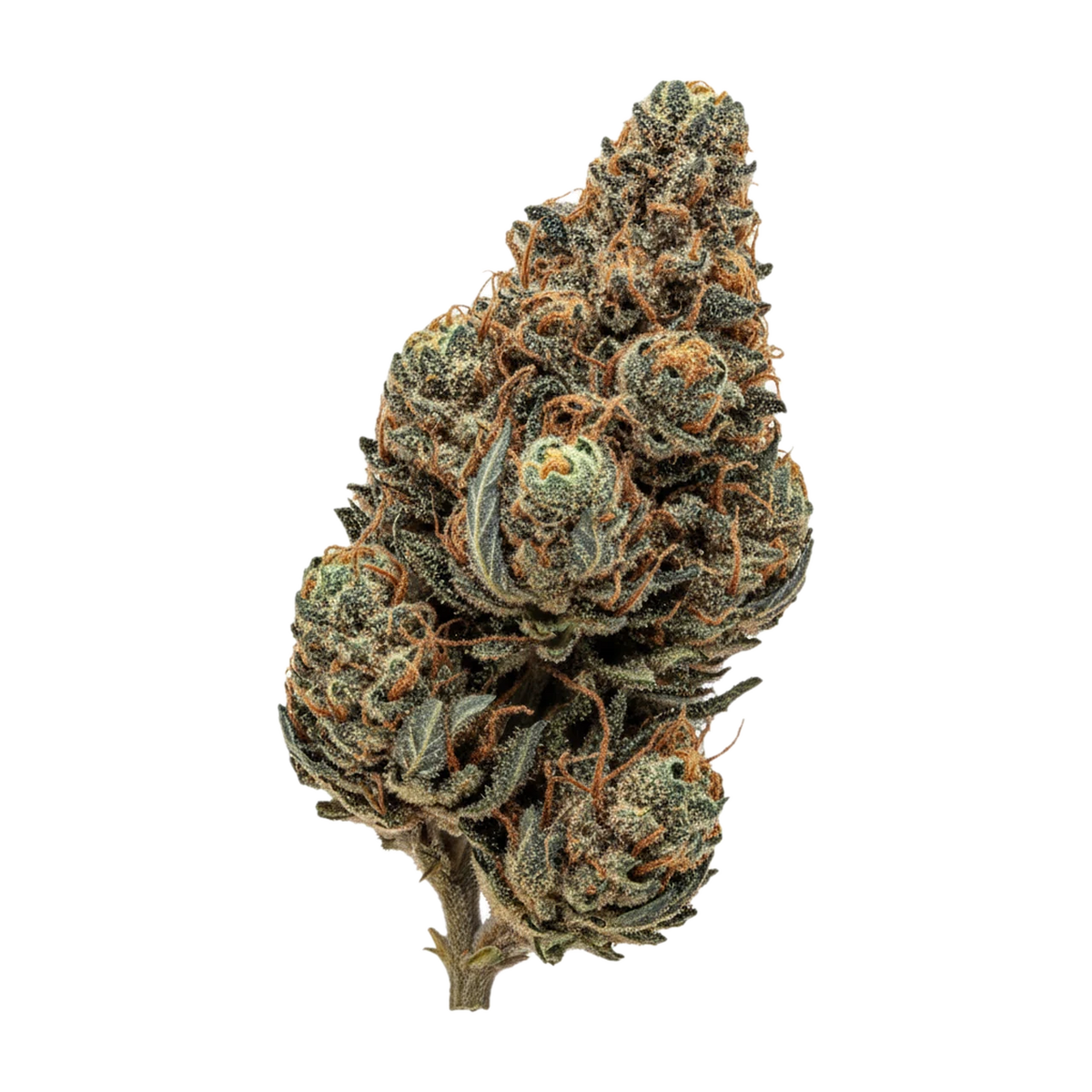 KI-generierte Illustration einer Cannabisblüte, zeigt nicht die tatsächliche Charge – avaay 12/8 CAN "Cannatonic"