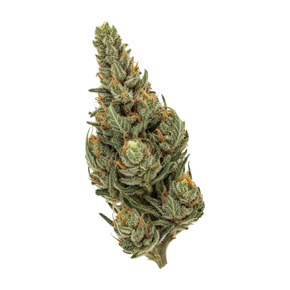 KI-generierte Illustration einer Cannabisblüte, zeigt nicht die tatsächliche Charge – avaay Signature 23/1 MC "Mandarin Cookies"