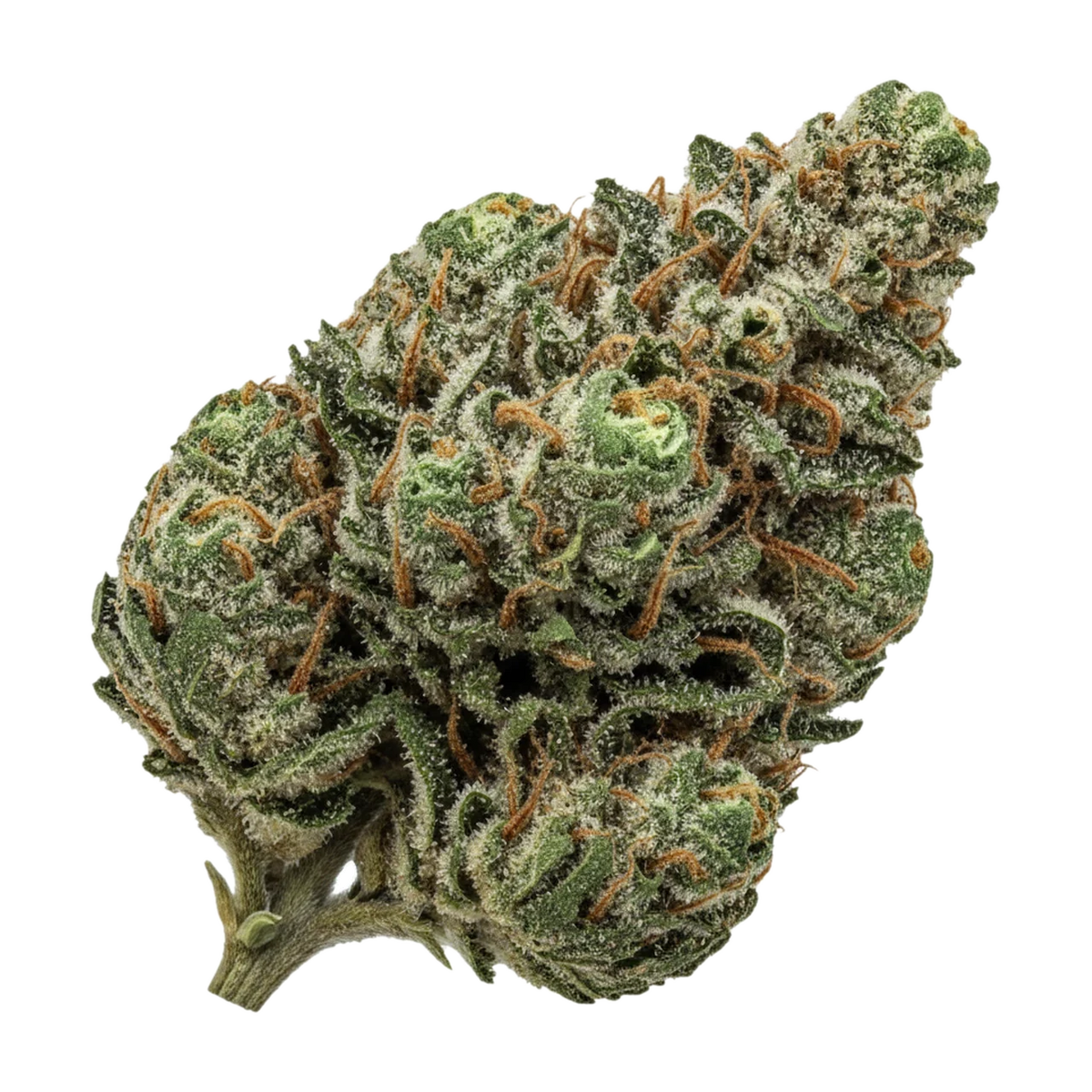 KI-generierte Illustration einer Cannabisblüte, zeigt nicht die tatsächliche Charge – avaay Signature 31/1 GOG "Gossip Gun"