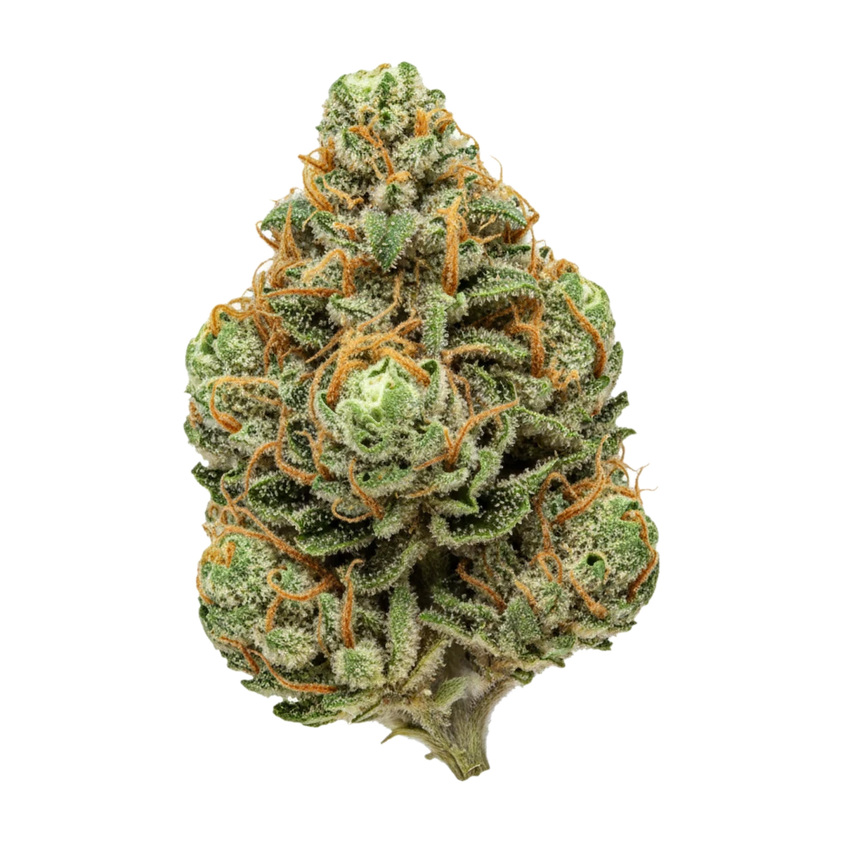 KI-generierte Illustration einer Cannabisblüte, zeigt nicht die tatsächliche Charge – avaay Signature 31/1 OGC "Ocean Grown Cookies"