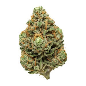avaay Signature 31/1 OGC "Ocean Grown Cookies"