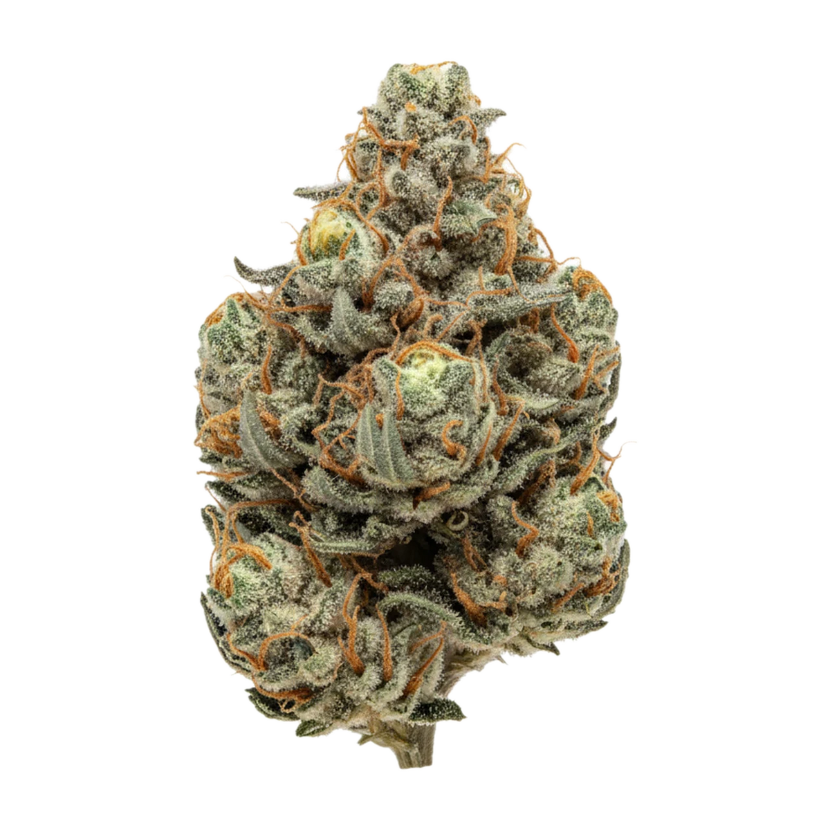 KI-generierte Illustration einer Cannabisblüte, zeigt nicht die tatsächliche Charge – Barongo 26/1 SSS "Sunset Strudel"