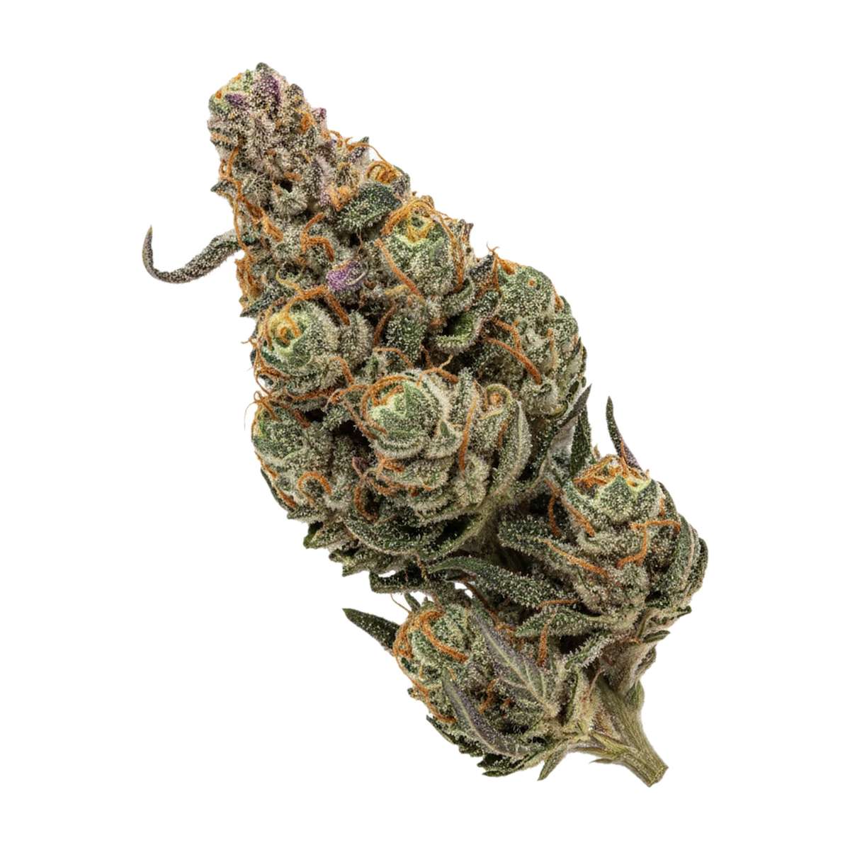 KI-generierte Illustration einer Cannabisblüte, zeigt nicht die tatsächliche Charge – Bava Med 23/1 MIM-CO "Mimosa Cookies"