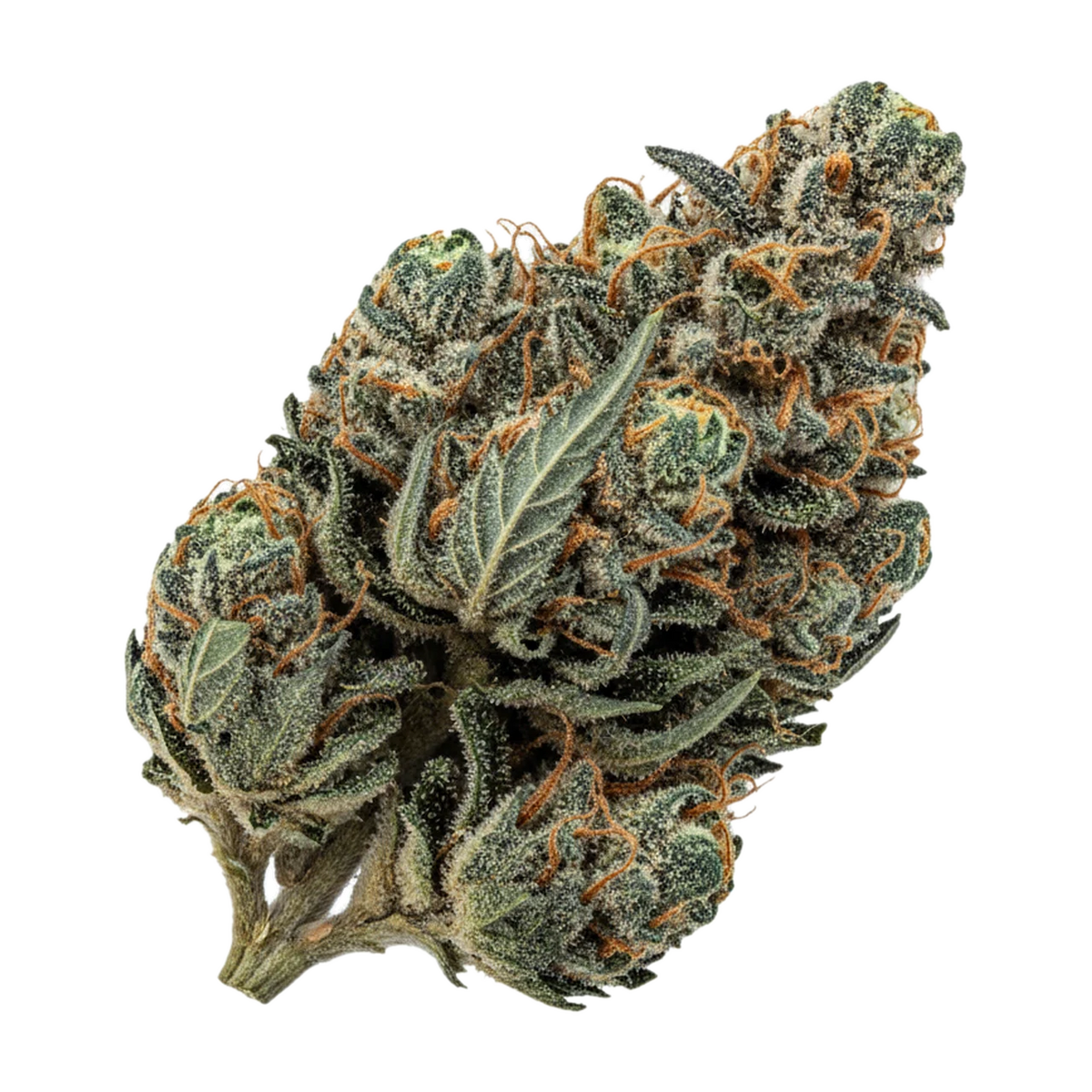 KI-generierte Illustration einer Cannabisblüte, zeigt nicht die tatsächliche Charge – Beacon 23/1 GO "Galactica OG"