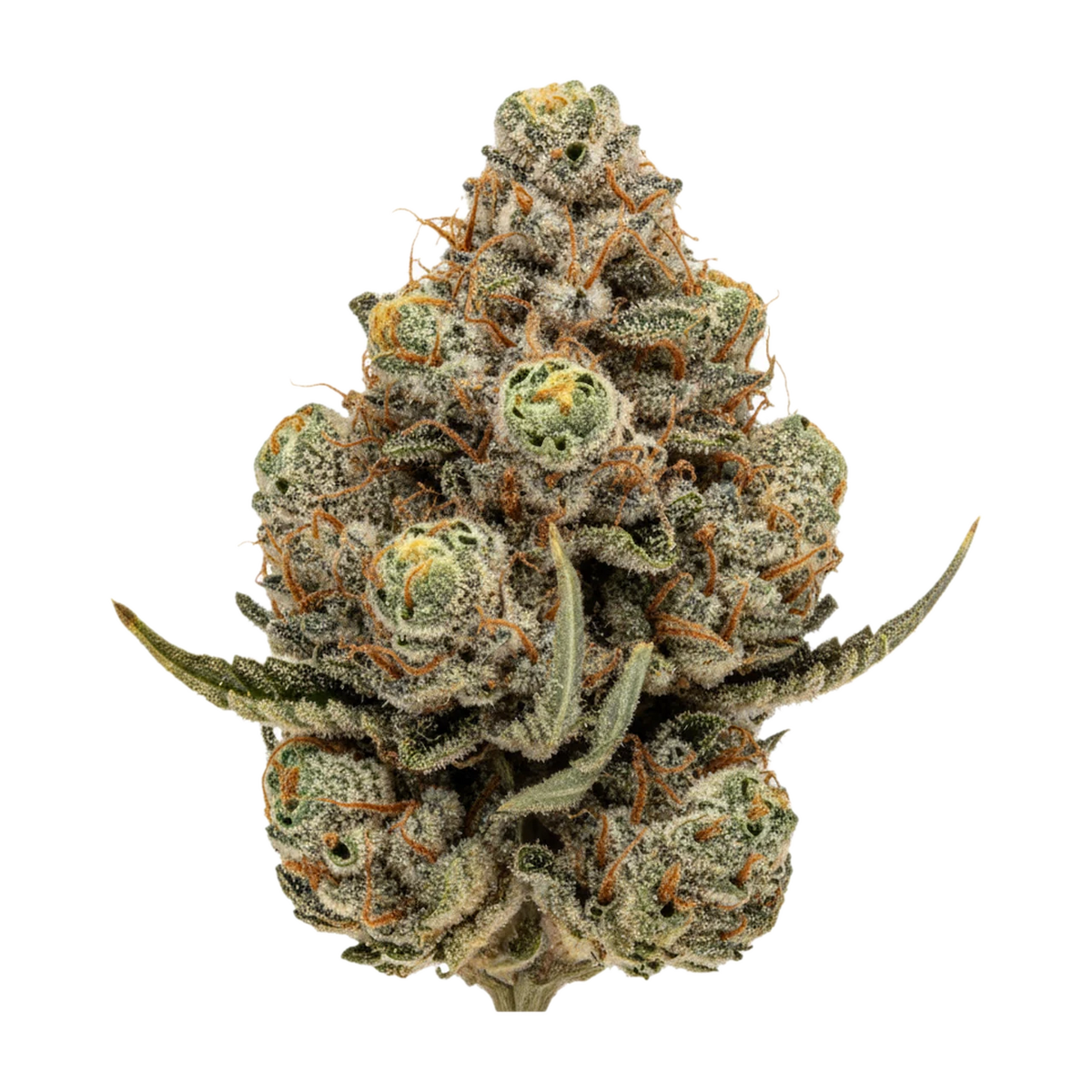 KI-generierte Illustration einer Cannabisblüte, zeigt nicht die tatsächliche Charge – Budza 28/1 RST "Rainbow Sherbet"