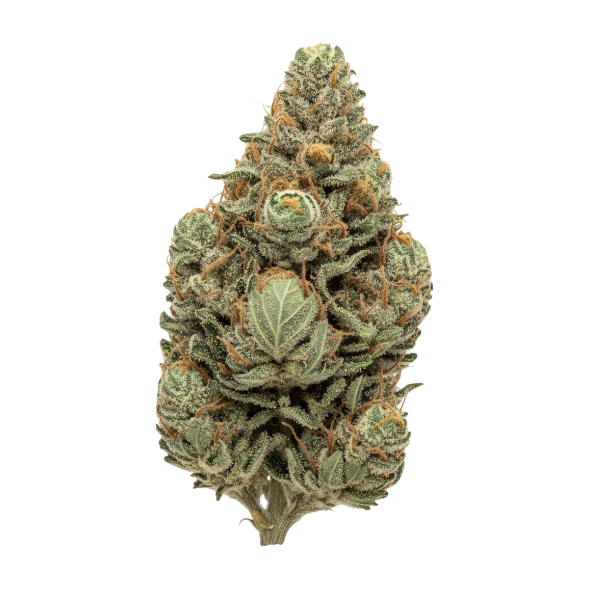 KI-generierte Illustration einer Cannabisblüte, zeigt nicht die tatsächliche Charge – Buuo 22/1 CDLC "Cold Dank x Jelly Breath"