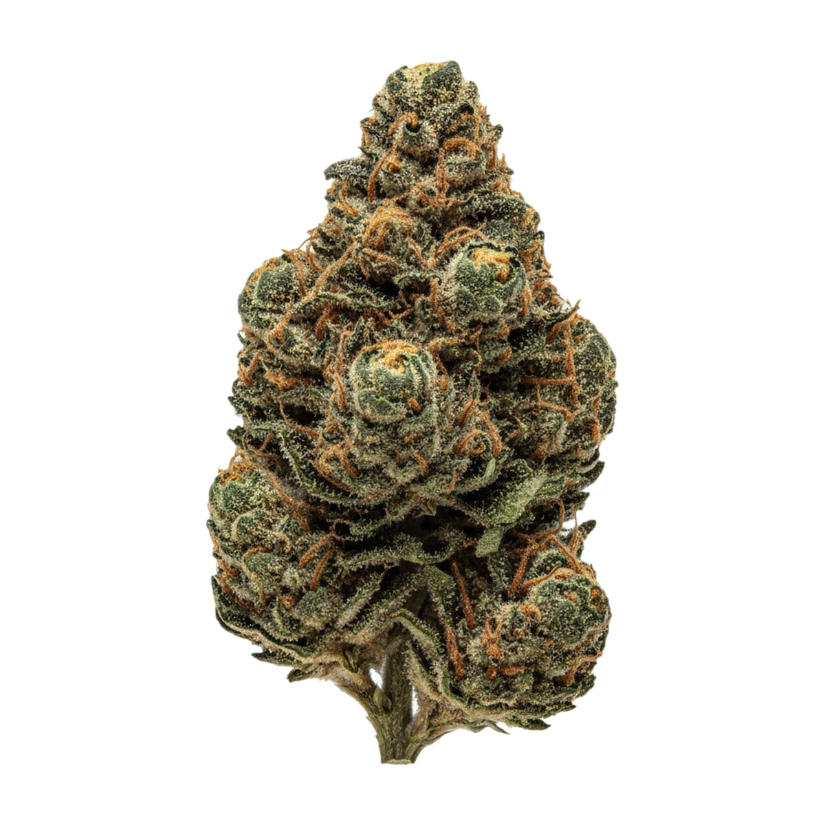 KI-generierte Illustration einer Cannabisblüte, zeigt nicht die tatsächliche Charge – Cannamedical CM 24/1 Rain "Rainbow Cookies"