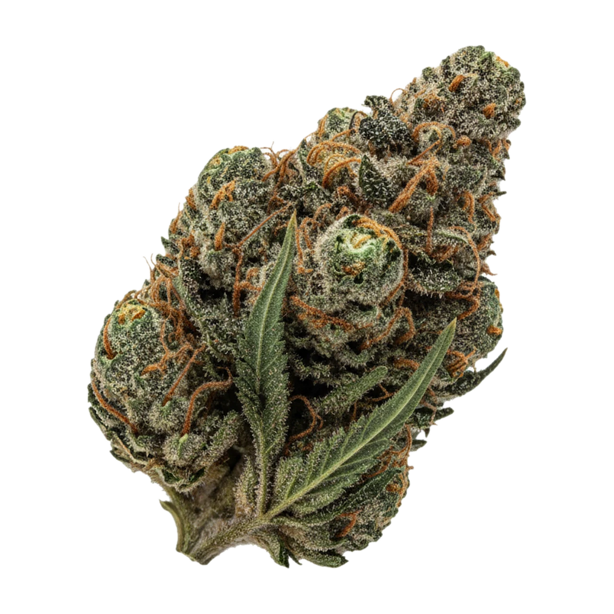 KI-generierte Illustration einer Cannabisblüte, zeigt nicht die tatsächliche Charge – Cannamedical CM 25/1 SCK "Sun County Kush"