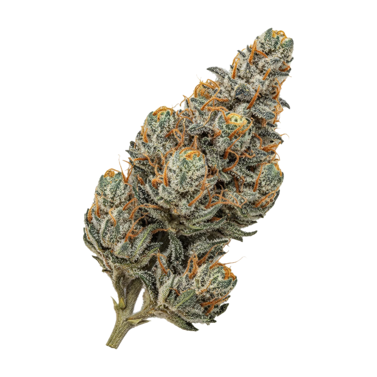 KI-generierte Illustration einer Cannabisblüte, zeigt nicht die tatsächliche Charge – Cannamedical CM 28/1 "OG Kush"