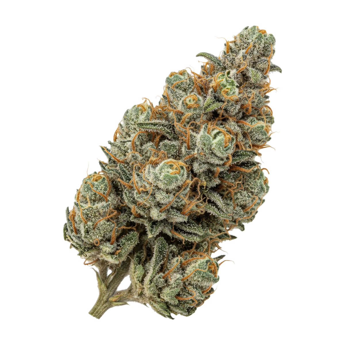 KI-generierte Illustration einer Cannabisblüte, zeigt nicht die tatsächliche Charge – Cannamedical Hybrid Forte DK 24/1 "Ghost Train Haze"