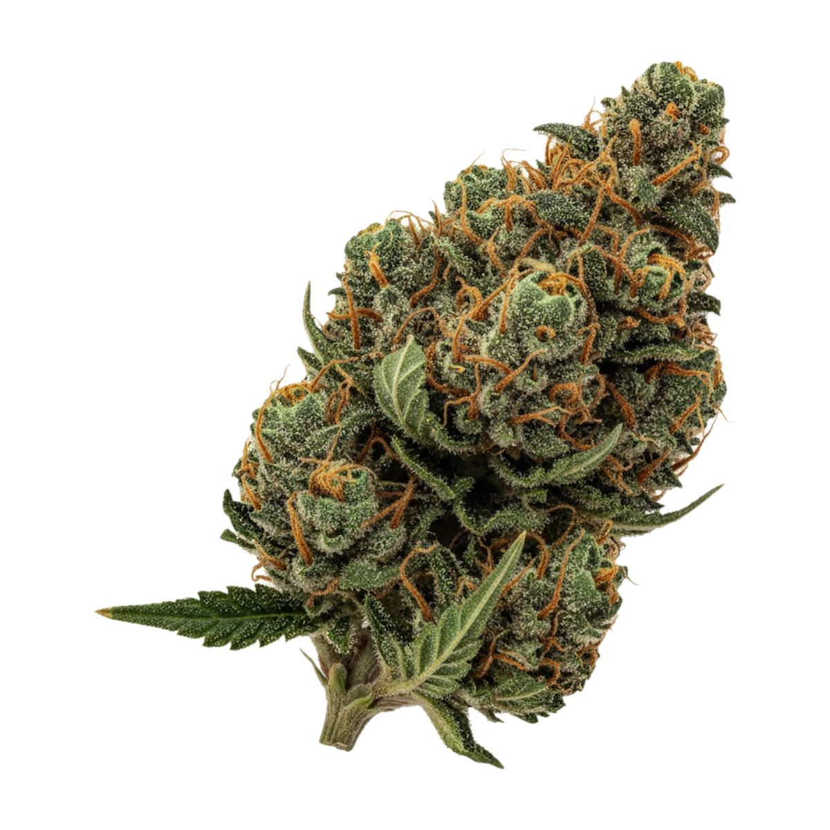 KI-generierte Illustration einer Cannabisblüte, zeigt nicht die tatsächliche Charge – Cannamedical Indica Classic 20/1 DK "Cookies Kerosene Punch"