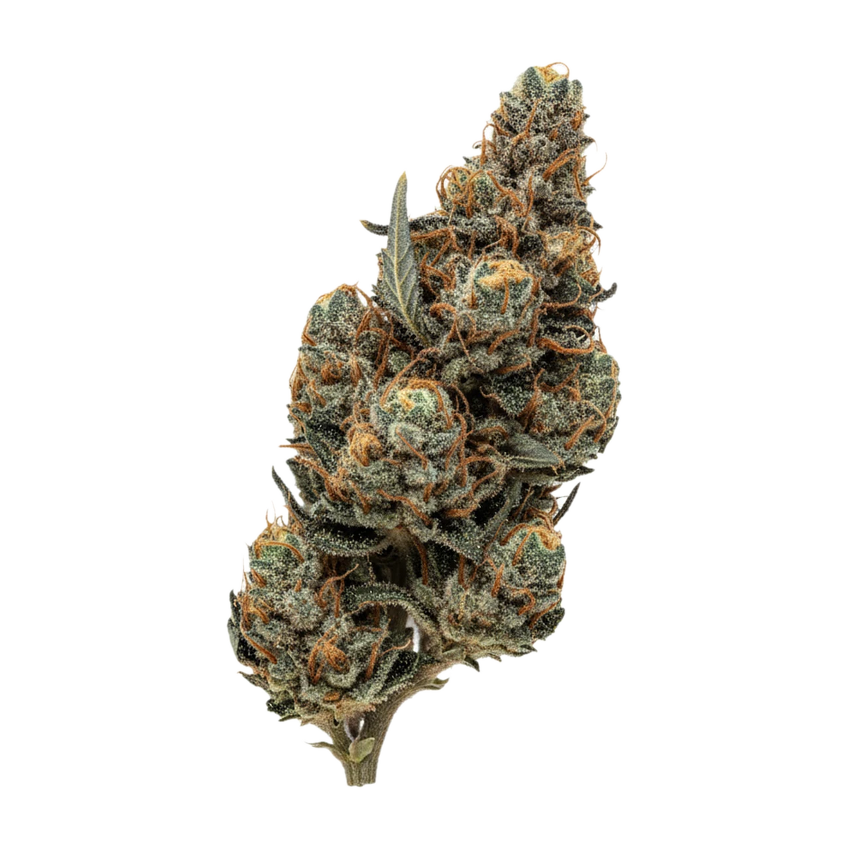KI-generierte Illustration einer Cannabisblüte, zeigt nicht die tatsächliche Charge – Cannamedical Sativa classic SA 20/1 "Jack Herrer"