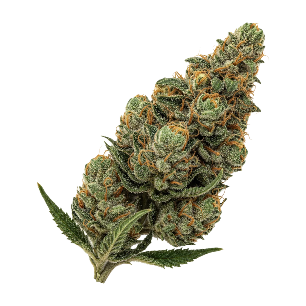 KI-generierte Illustration einer Cannabisblüte, zeigt nicht die tatsächliche Charge – Cannamedical Sativa "VenomZ Eve"