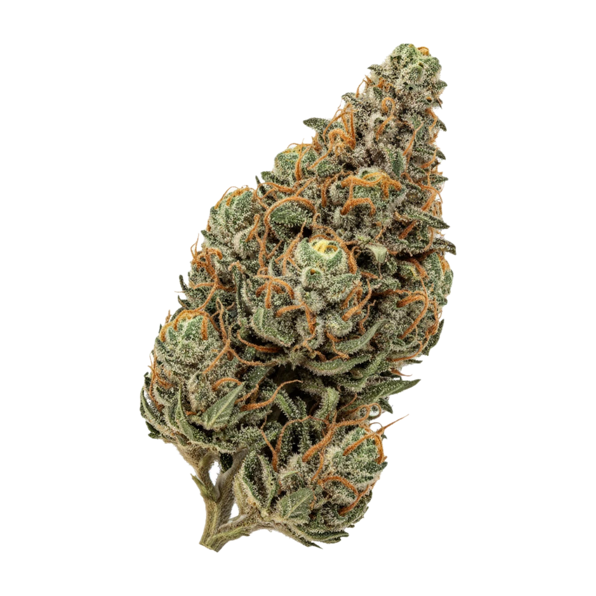 KI-generierte Illustration einer Cannabisblüte, zeigt nicht die tatsächliche Charge – Cannamedical Sativa Forte NM 24/1 "Amsterdam Amnesia"