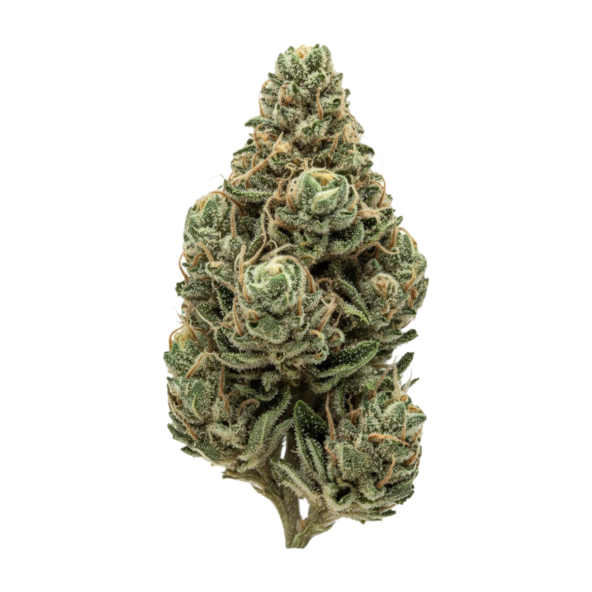 KI-generierte Illustration einer Cannabisblüte, zeigt nicht die tatsächliche Charge – Cannamedical Sativa Forte NM 24/1 "Goofiez"