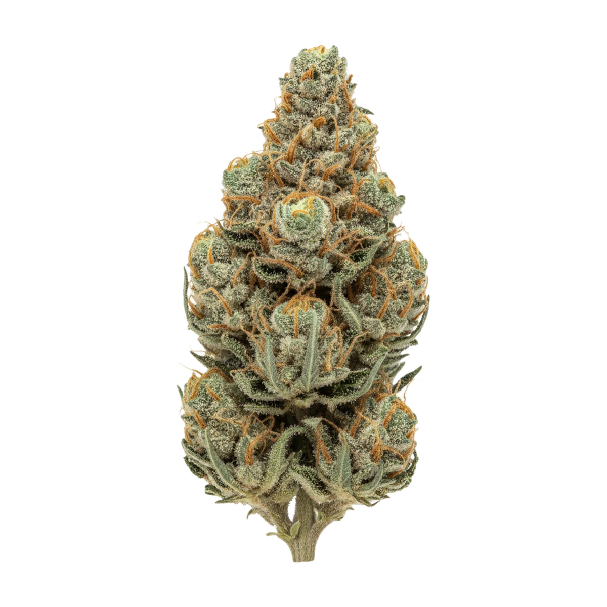 KI-generierte Illustration einer Cannabisblüte, zeigt nicht die tatsächliche Charge – Cannamedical Sativa Light 14/1 "Fast Orange"
