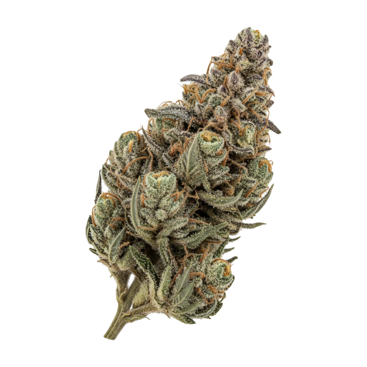 KI-generierte Illustration einer Cannabisblüte, zeigt nicht die tatsächliche Charge – Cannamedical Sativa Light 18/1 "Strawberry Ice"
