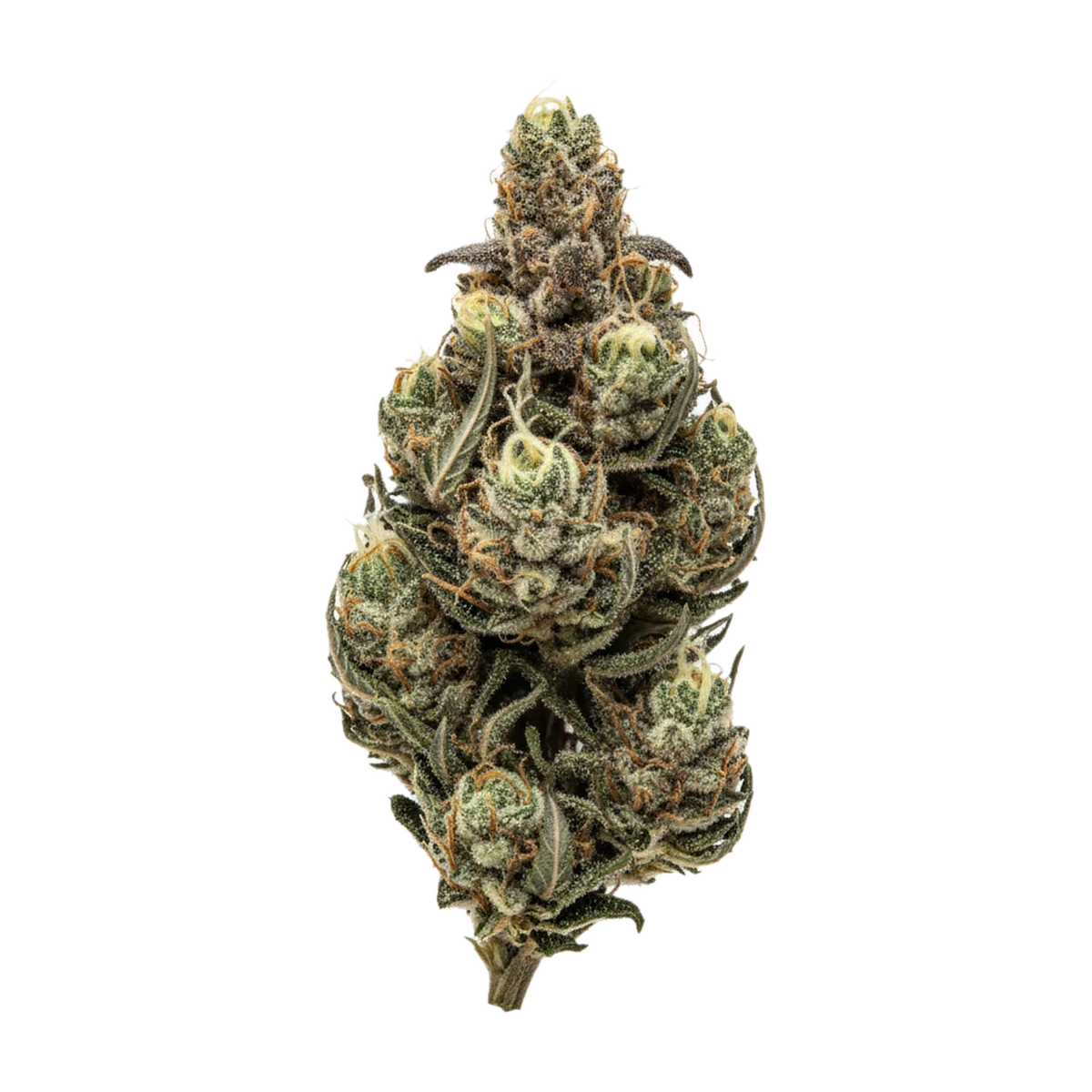 KI-generierte Illustration einer Cannabisblüte, zeigt nicht die tatsächliche Charge – Cantourage MAC 1+ 27/1 "Miracle Alien Cookies"