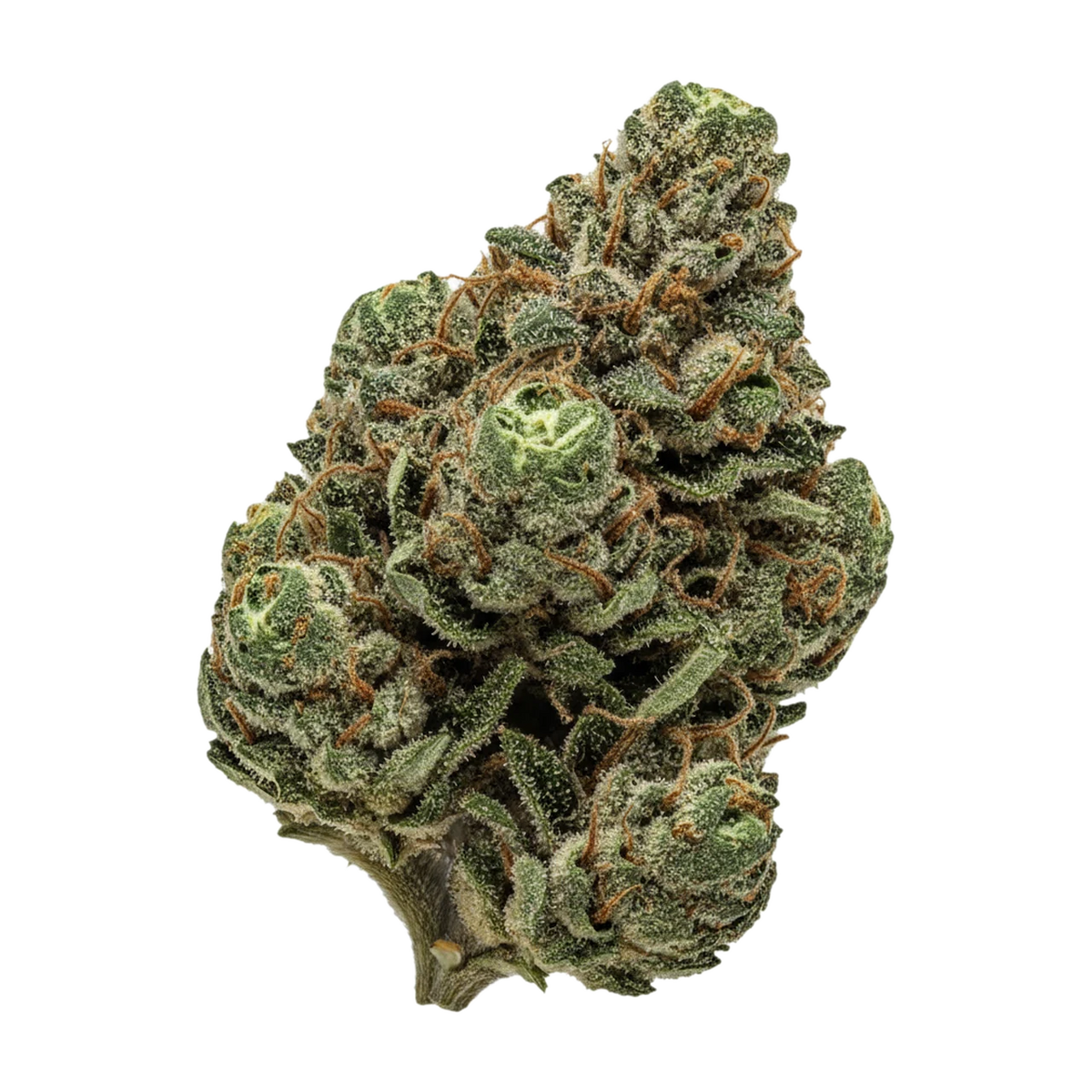 KI-generierte Illustration einer Cannabisblüte, zeigt nicht die tatsächliche Charge – Cannamedical CM 24/1 "OG Kush"