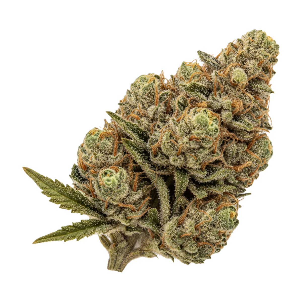 KI-generierte Illustration einer Cannabisblüte, zeigt nicht die tatsächliche Charge – Daily Special 25/1 GMO "OMG GMO"
