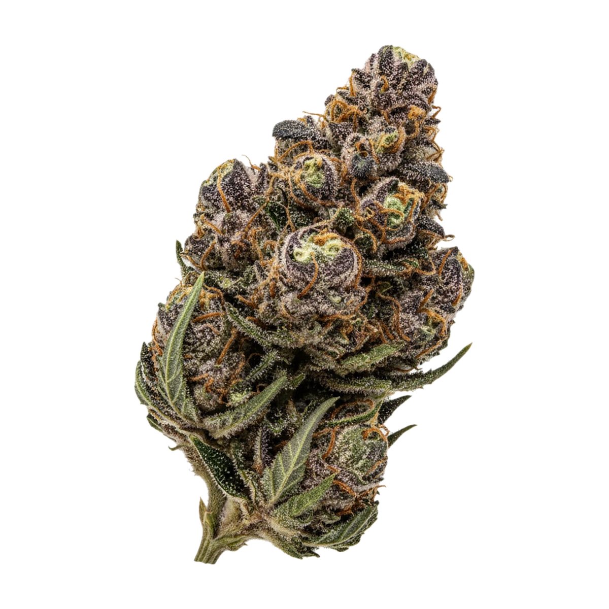 KI-generierte Illustration einer Cannabisblüte, zeigt nicht die tatsächliche Charge – Siggis KBLT 16/1 "Kirschblüte"