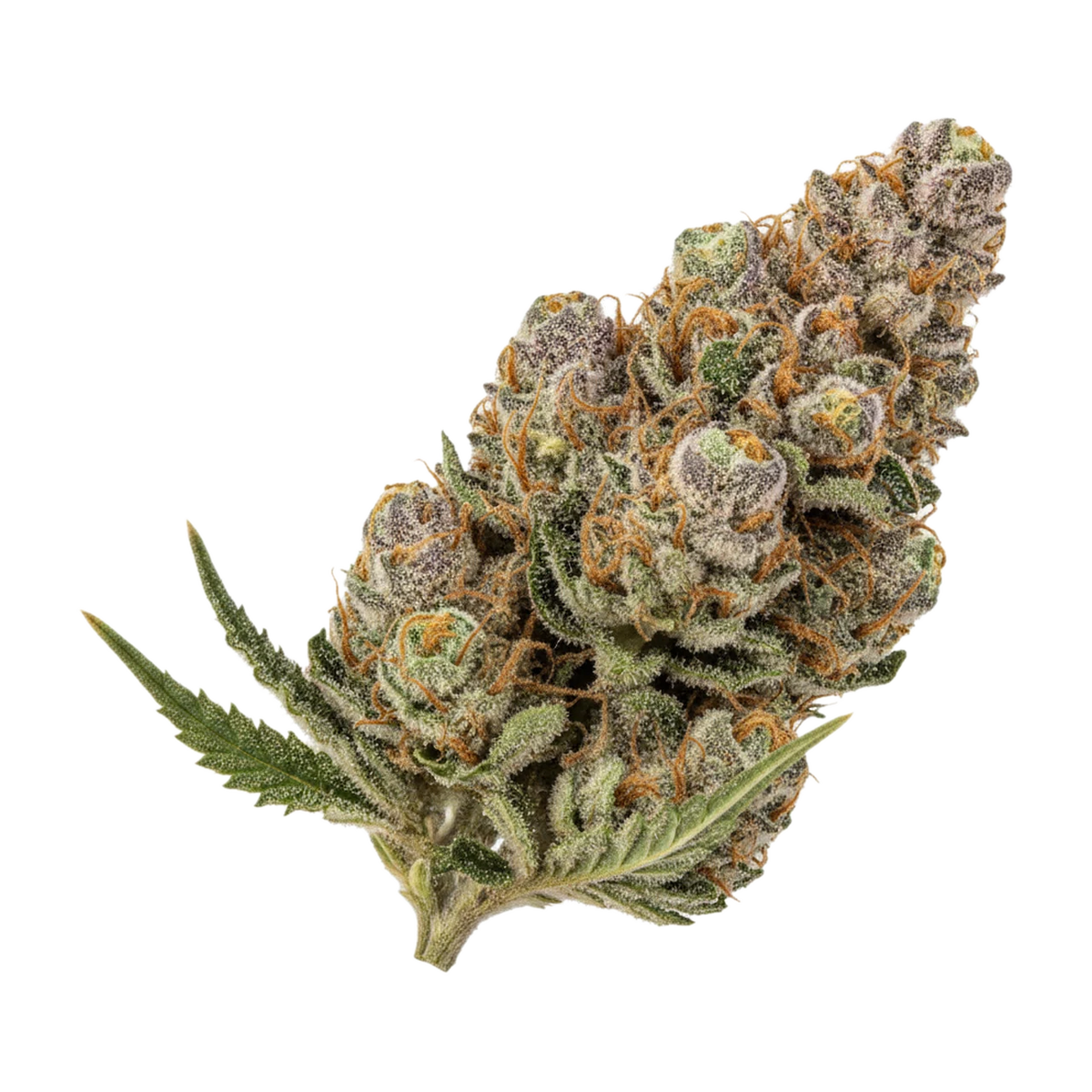 KI-generierte Illustration einer Cannabisblüte, zeigt nicht die tatsächliche Charge – enua 22/1 BCP CA "Black Cherry Punch"