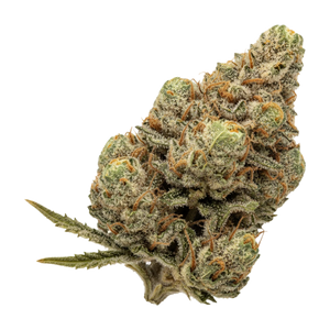 slouu 25/1 FPG "Frosted Platinum Girl"