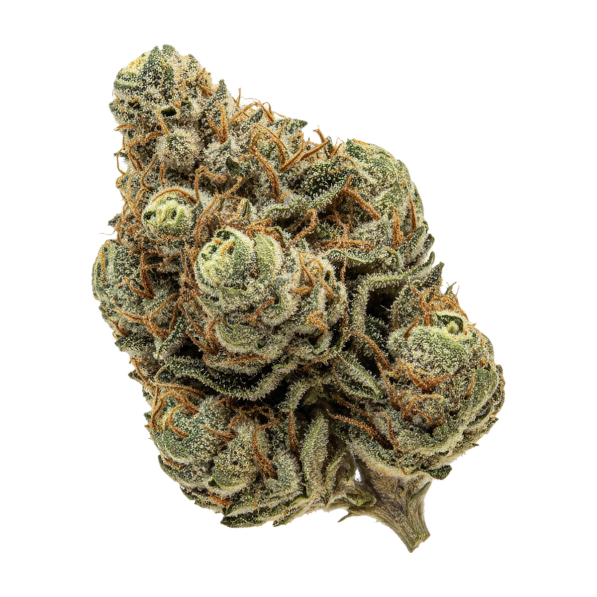 KI-generierte Illustration einer Cannabisblüte, zeigt nicht die tatsächliche Charge – Gripon420 24/1 MC3 "MAC-3"