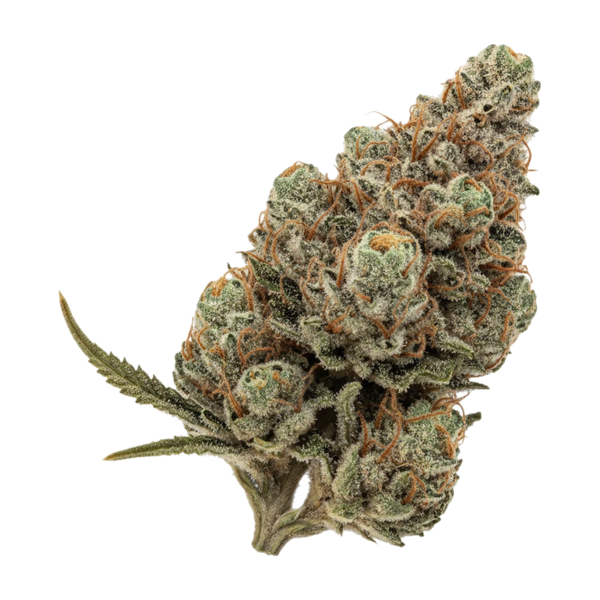 KI-generierte Illustration einer Cannabisblüte, zeigt nicht die tatsächliche Charge – Herbery SC 26/1 "Banana Cream"
