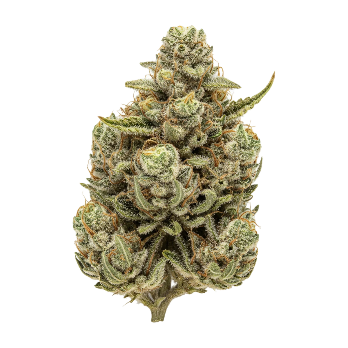 KI-generierte Illustration einer Cannabisblüte, zeigt nicht die tatsächliche Charge – HiDealz 24/1 MS LIB smalls "Liberty Haze"