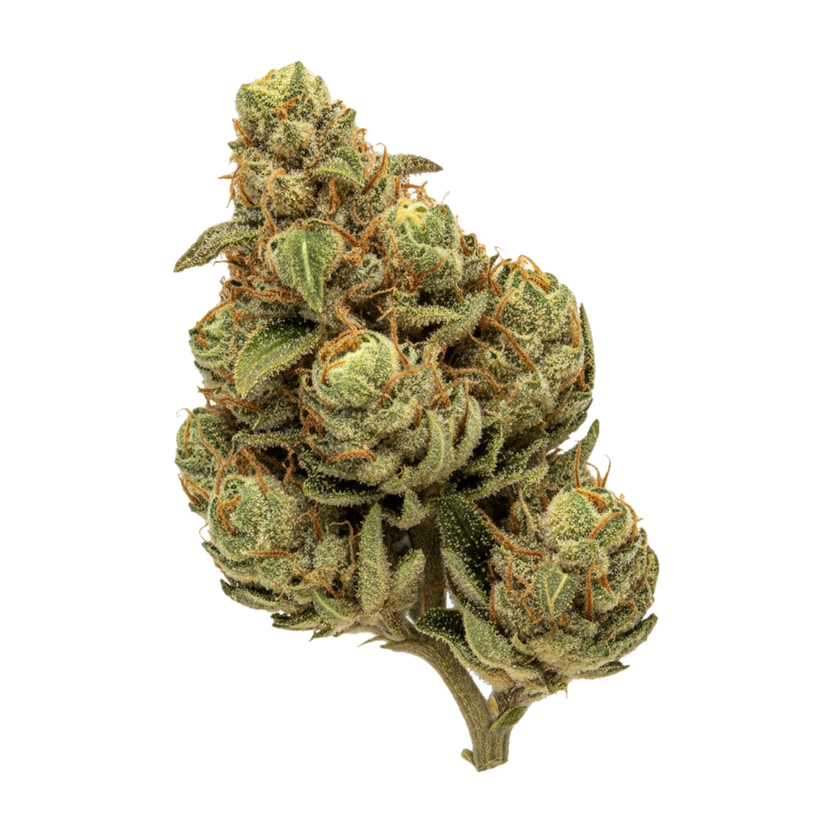 KI-generierte Illustration einer Cannabisblüte, zeigt nicht die tatsächliche Charge – Huala 22/1 OSB "Orange Sherbet"