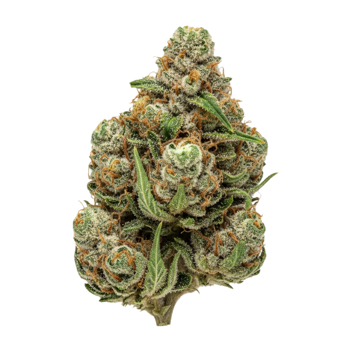 KI-generierte Illustration einer Cannabisblüte, zeigt nicht die tatsächliche Charge – Huala CIN "Cinderella Kush"
