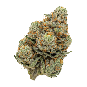 Nova CheChe 33/1 "Cheddar Cheese"