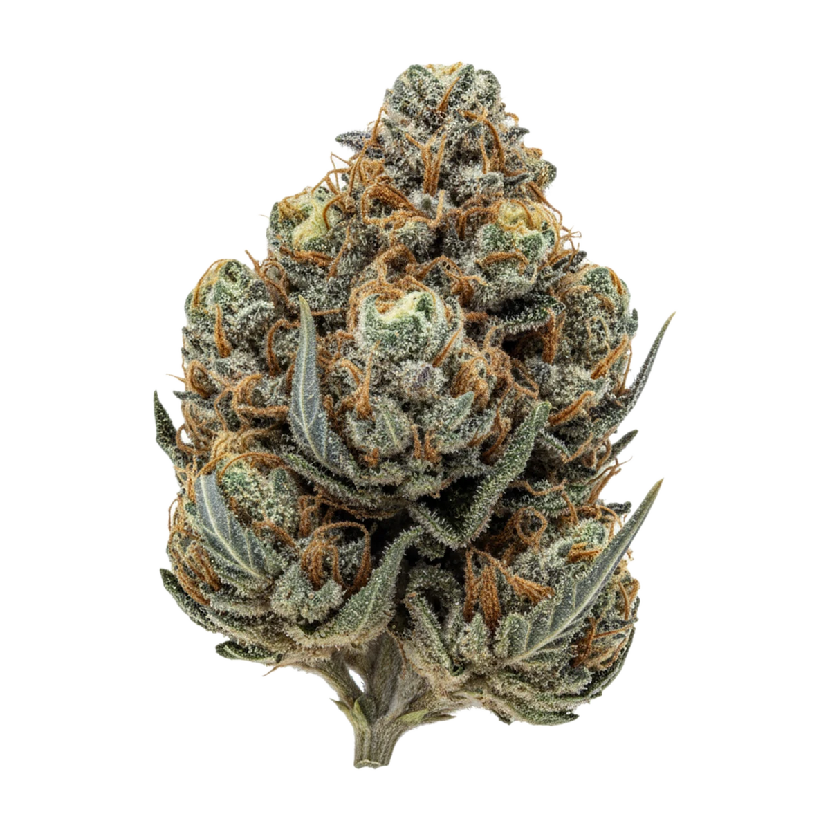 KI-generierte Illustration einer Cannabisblüte, zeigt nicht die tatsächliche Charge – J.R. Strain GP 31/1 "Gastro Pop"