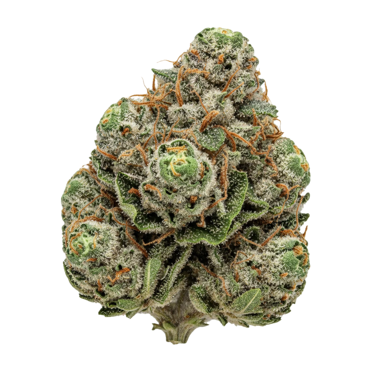 KI-generierte Illustration einer Cannabisblüte, zeigt nicht die tatsächliche Charge – Luana 16/1 MAC "Miracle Alien Cookies"
