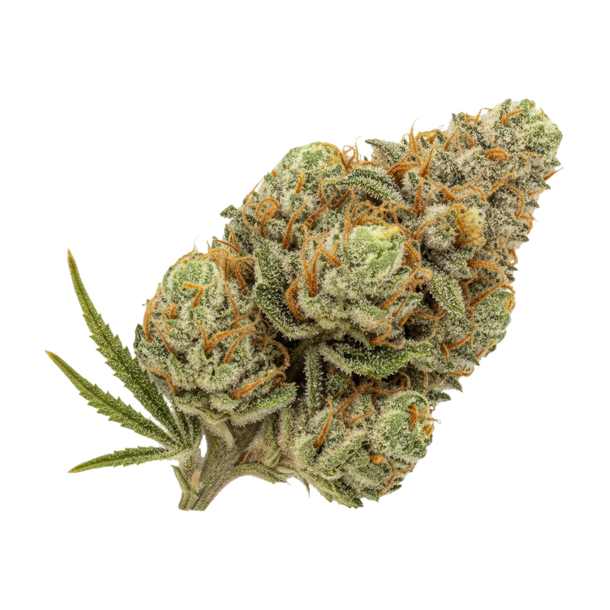 KI-generierte Illustration einer Cannabisblüte, zeigt nicht die tatsächliche Charge – Luana 20/1 GSC "Girl Scout Cookies"