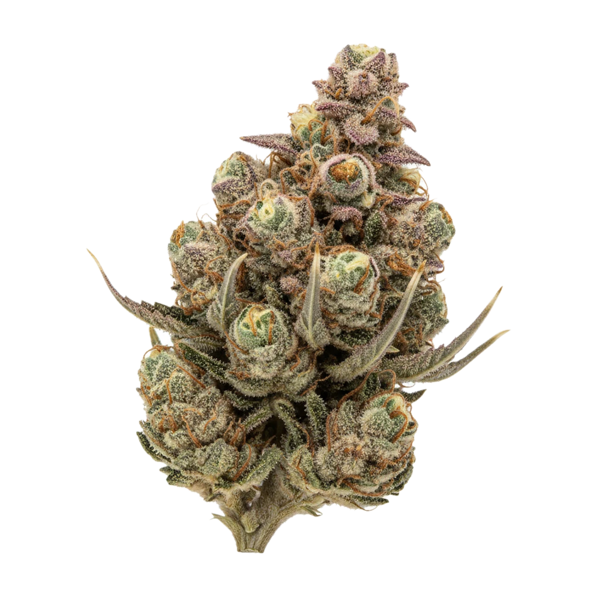 KI-generierte Illustration einer Cannabisblüte, zeigt nicht die tatsächliche Charge – Nova Tamarindo 30/1 "Tamarindo"